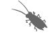 termite control dandenong